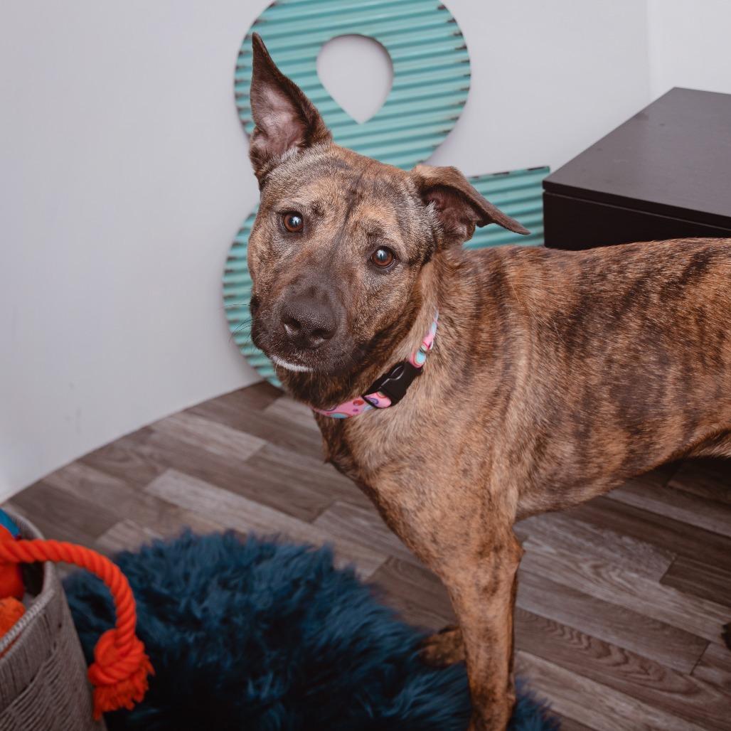 Fran Drescher, a Adoptable mixed breed in Los Angeles, CA image 4/6