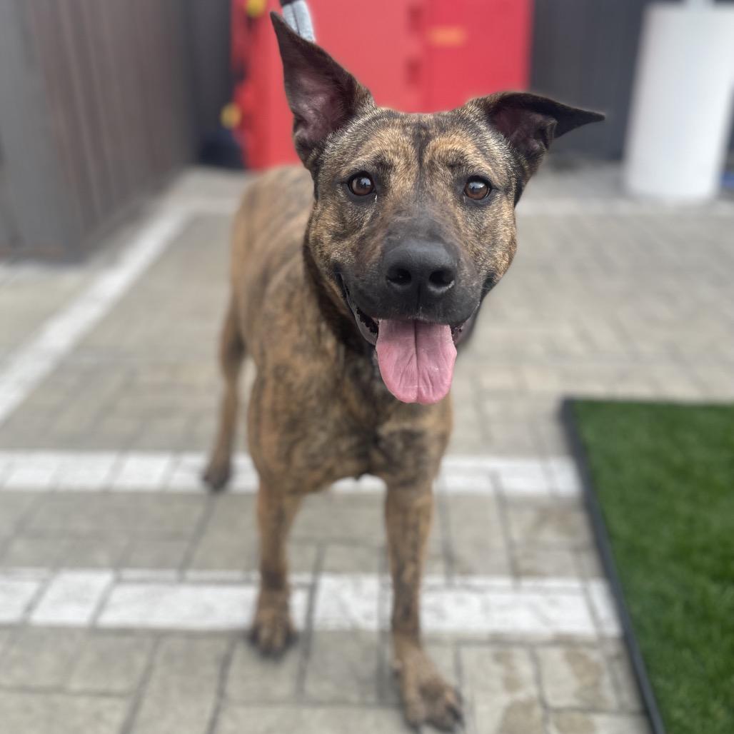 Fran Drescher, a Adoptable mixed breed in Los Angeles, CA image 5/6