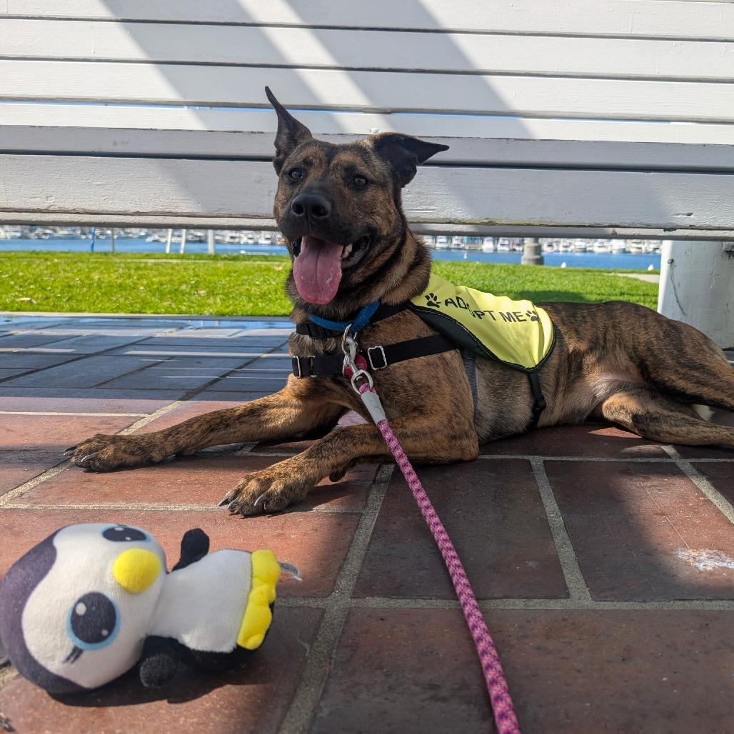 Fran Drescher, a Adoptable mixed breed in Los Angeles, CA image 6/6