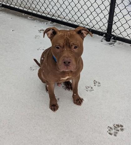 Enlarge Knuckles, a Adoptable mixed breed in Detroit, MI image 1/1