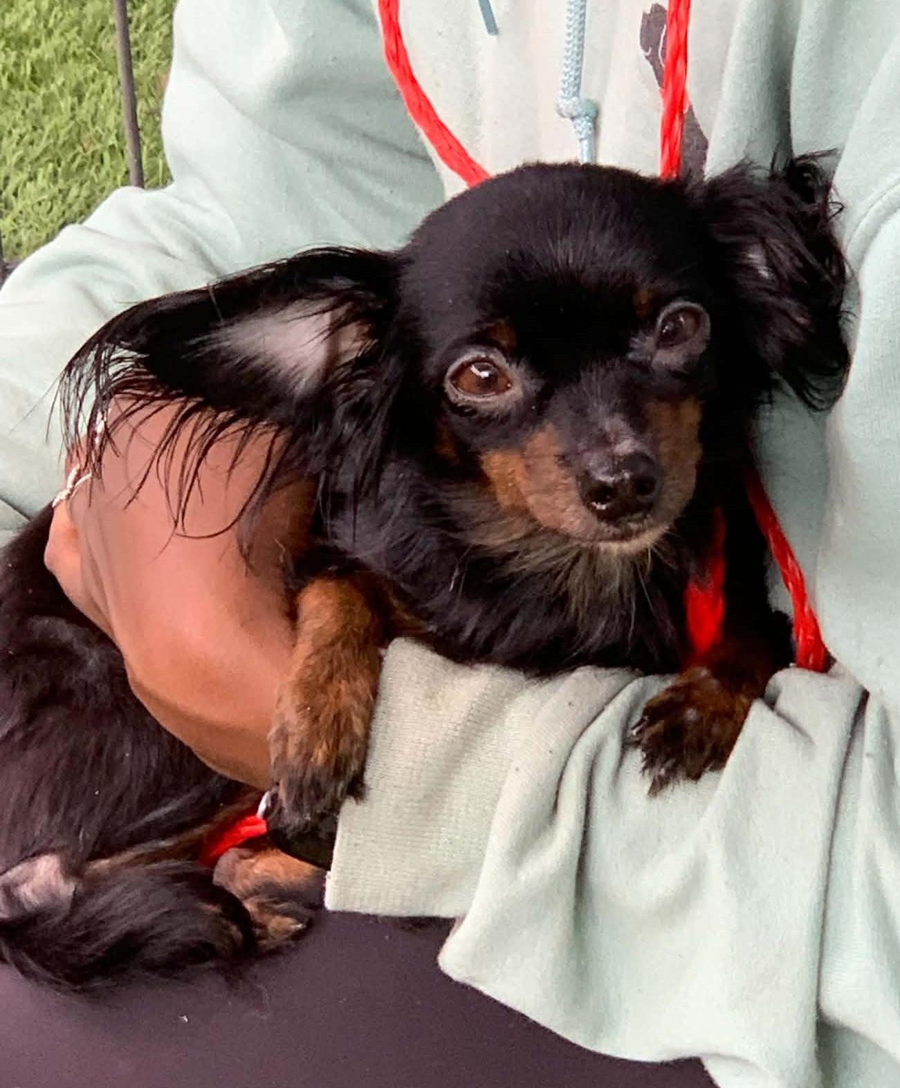 Nova, Adopted, Adult Female Chihuahua.