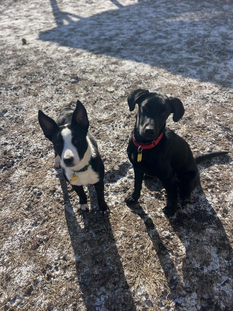 Enlarge Luna, a Adopted mixed breed in Xenia, OH image 1/6