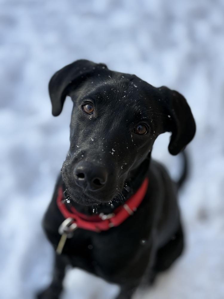 Enlarge Luna, a Adopted mixed breed in Xenia, OH image 2/6