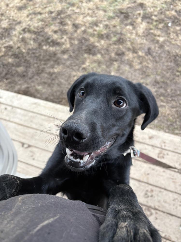 Enlarge Luna, a Adopted mixed breed in Xenia, OH image 3/6