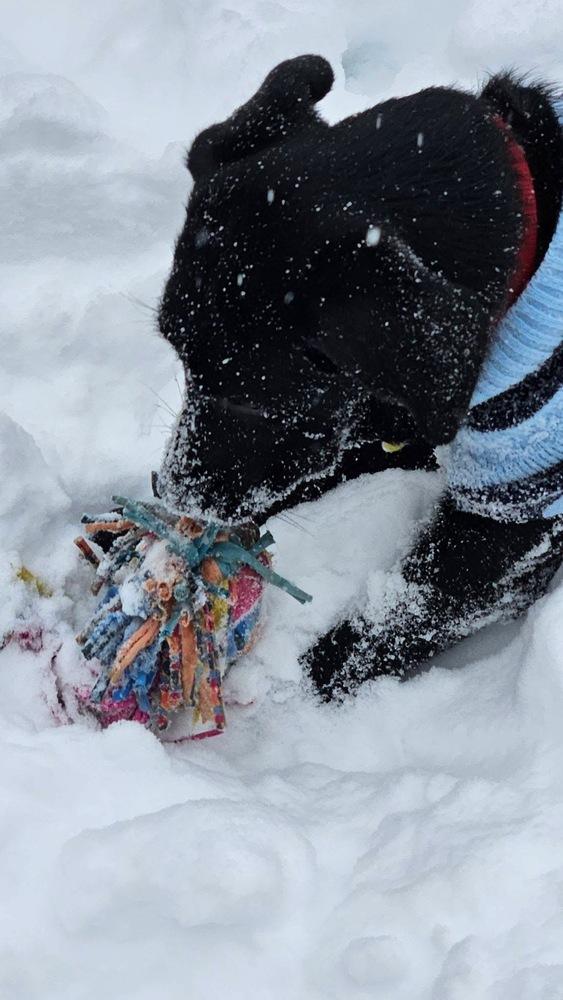 Enlarge Luna, a Adopted mixed breed in Xenia, OH image 4/6