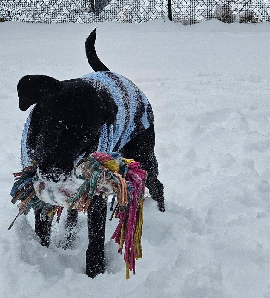 Enlarge Luna, a Adopted mixed breed in Xenia, OH image 5/6