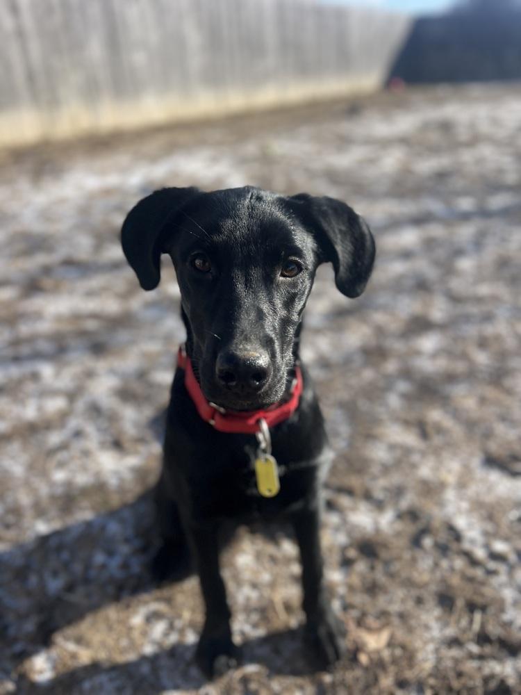 Enlarge Luna, a Adopted mixed breed in Xenia, OH image 6/6