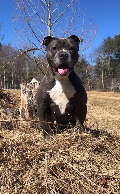 Luna, Adoptable, Adult Female Pit Bull Terrier & Mixed Breed.