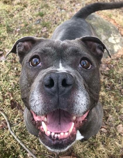 Enlarge Luna, a Adoptable mixed breed in Shohola, PA image 2/3