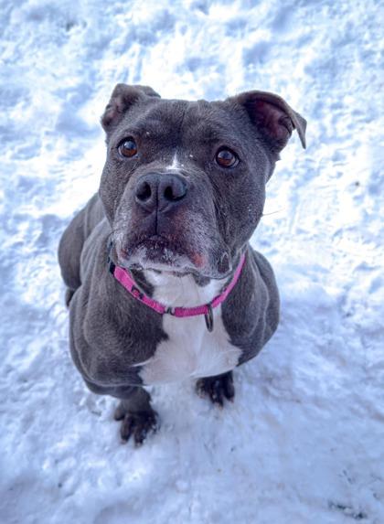 Enlarge Luna, a Adoptable mixed breed in Shohola, PA image 3/3