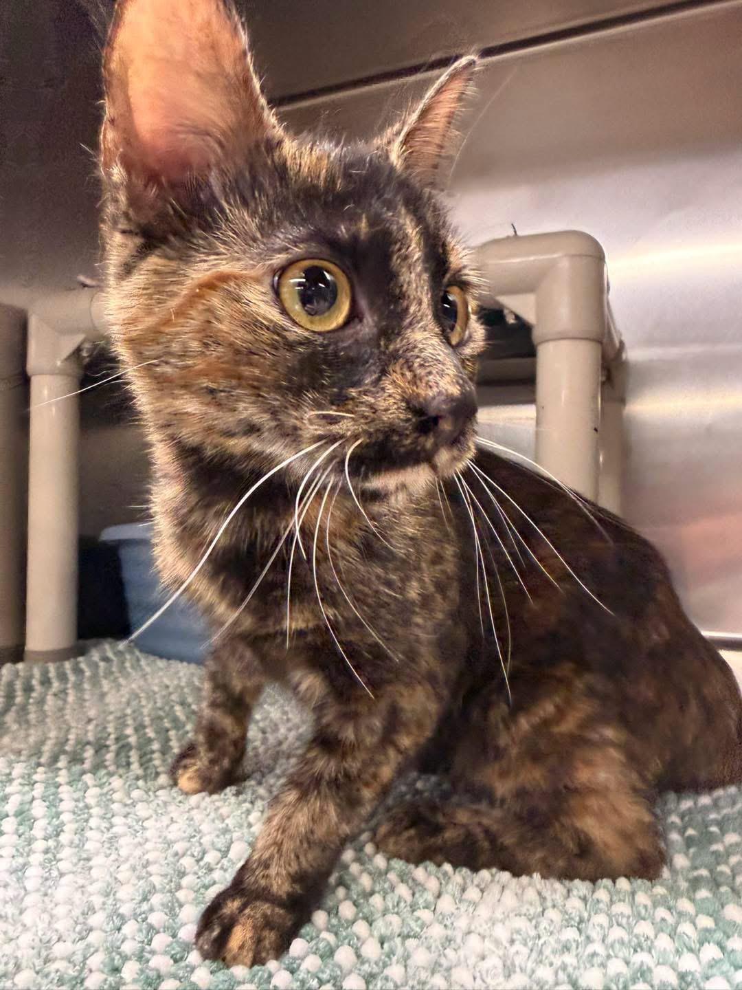 TAQUITA, adopted, Adult Female Tortoiseshell.