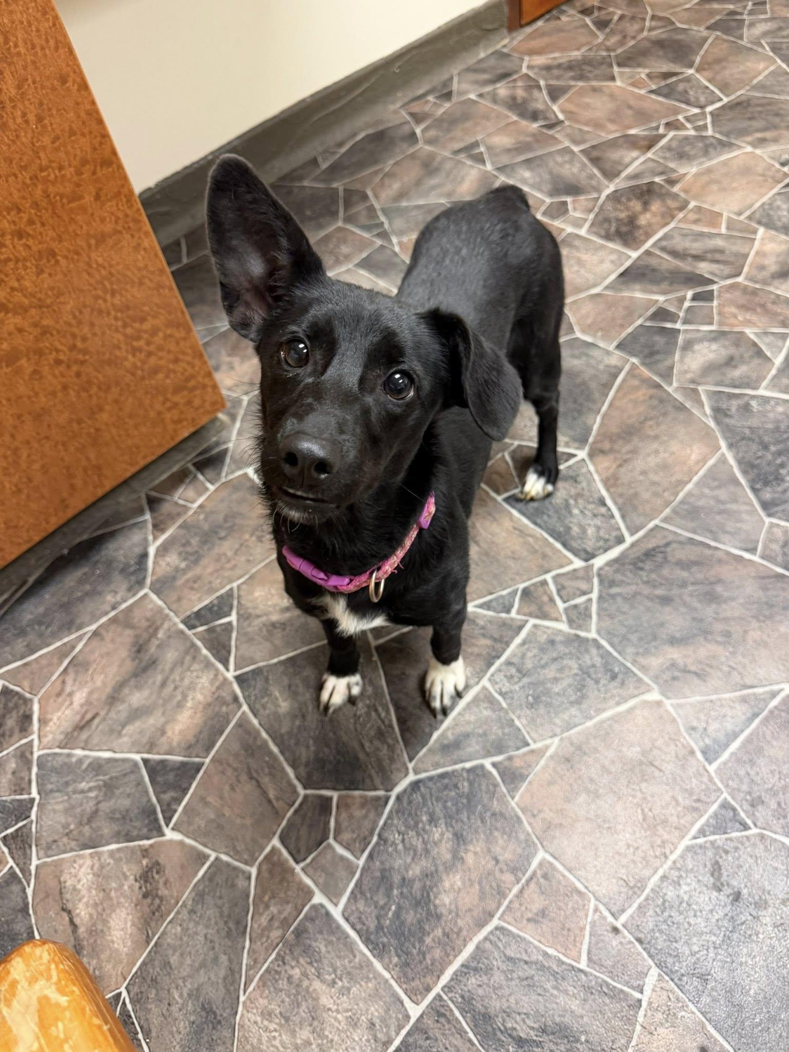 Lady Rainicorn, ADOPTABLE, Adult Female Terrier.