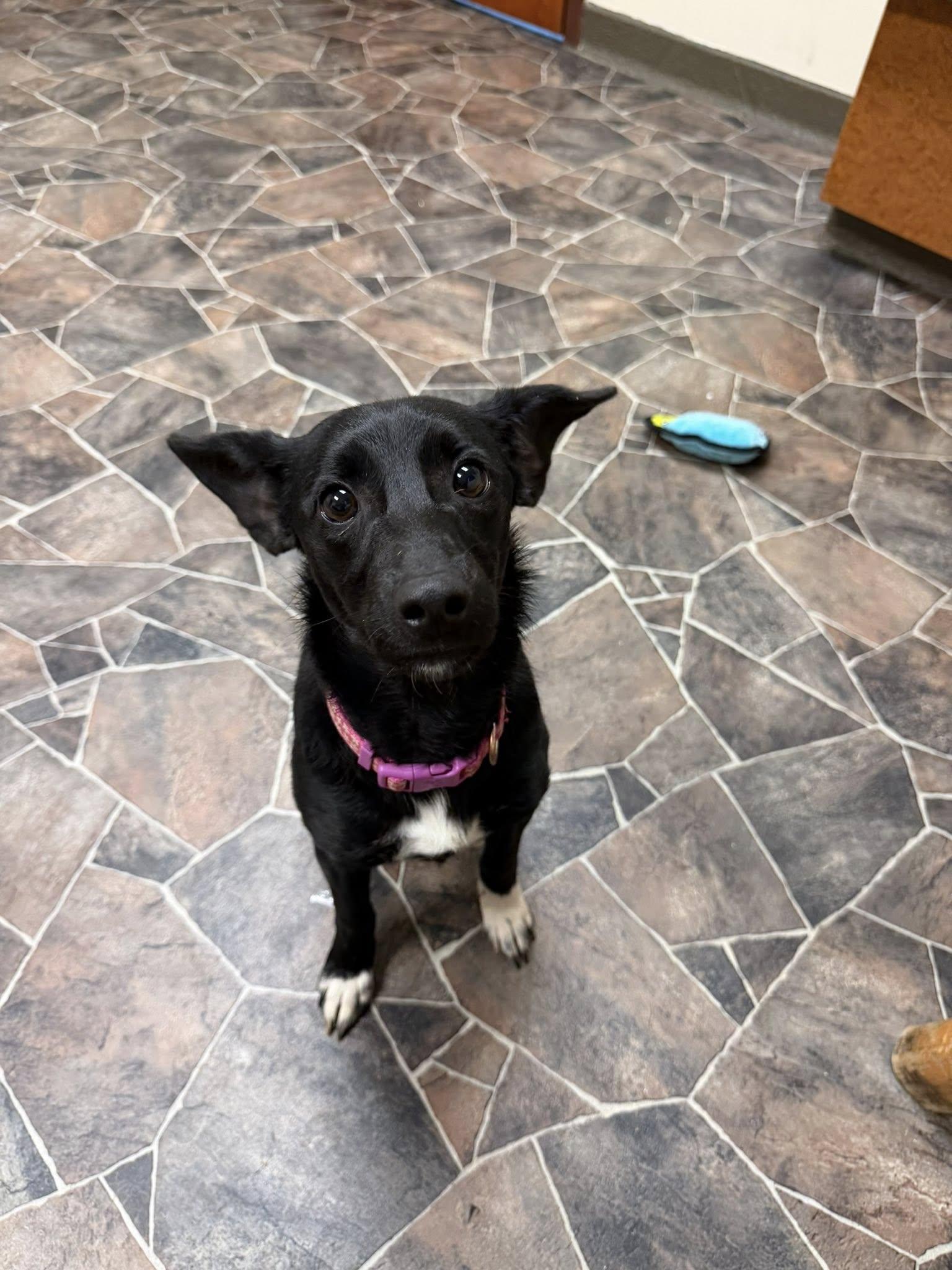 Enlarge Lady Rainicorn, an adopted mixed breed in Sterling Heights, MI image 2/6