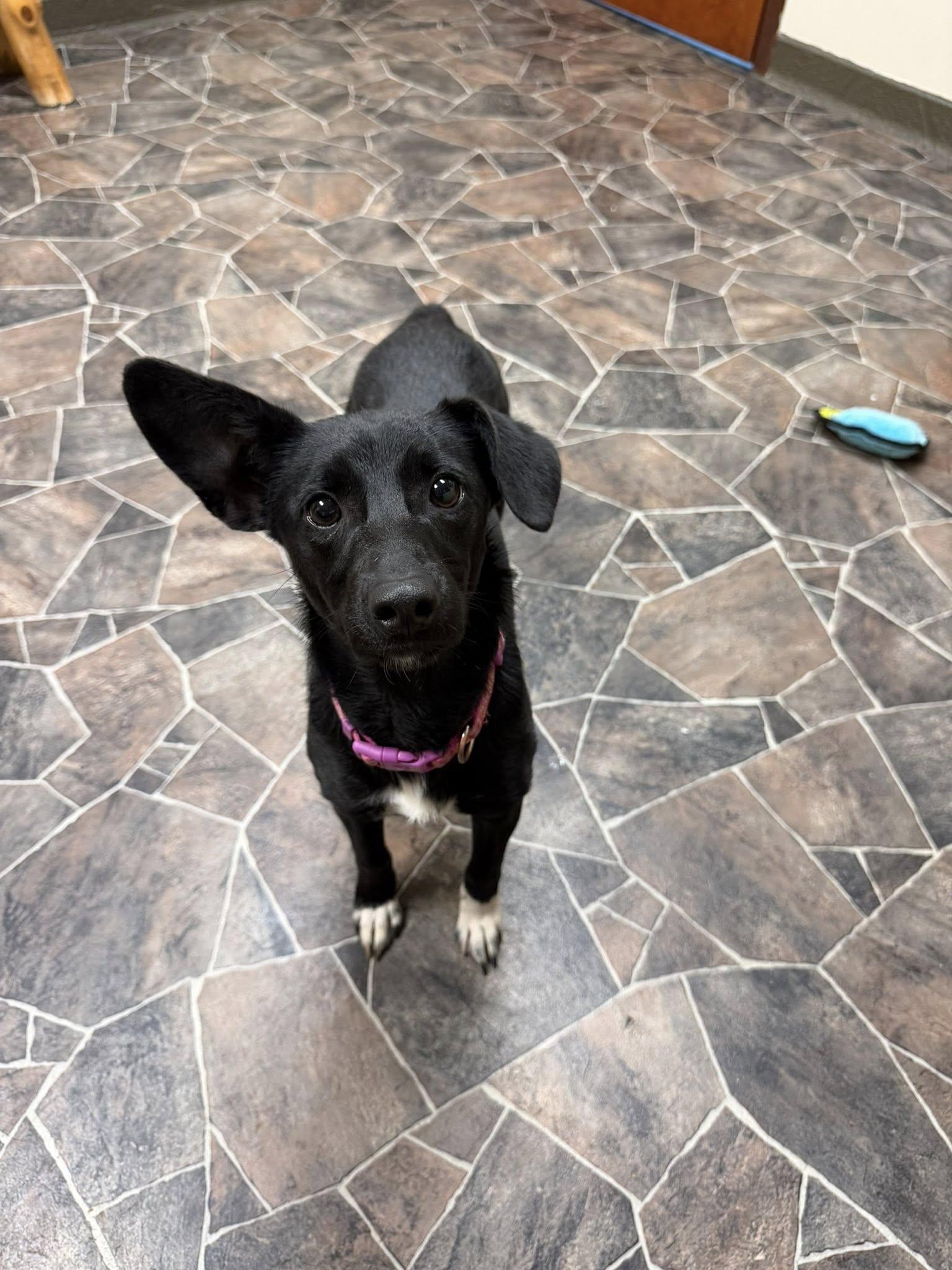 Enlarge Lady Rainicorn, an adopted mixed breed in Sterling Heights, MI image 5/6