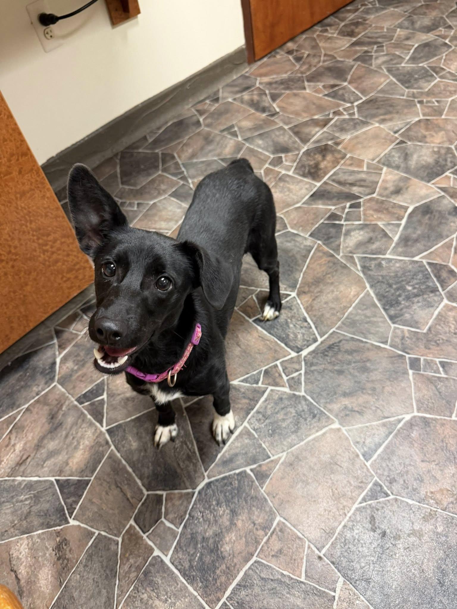 Enlarge Lady Rainicorn, an adopted mixed breed in Sterling Heights, MI image 6/6