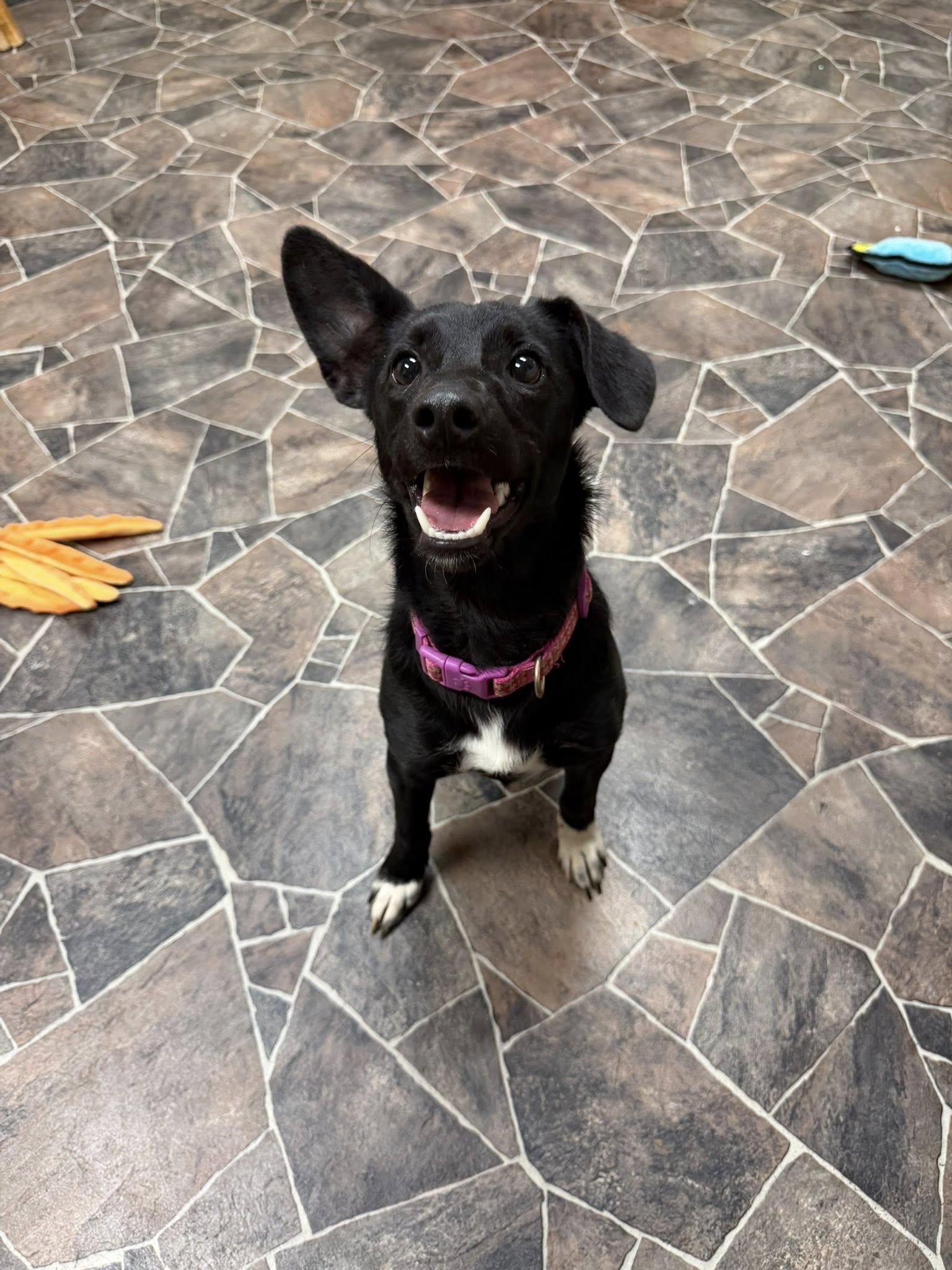 Enlarge Lady Rainicorn, an adopted mixed breed in Sterling Heights, MI image 3/6