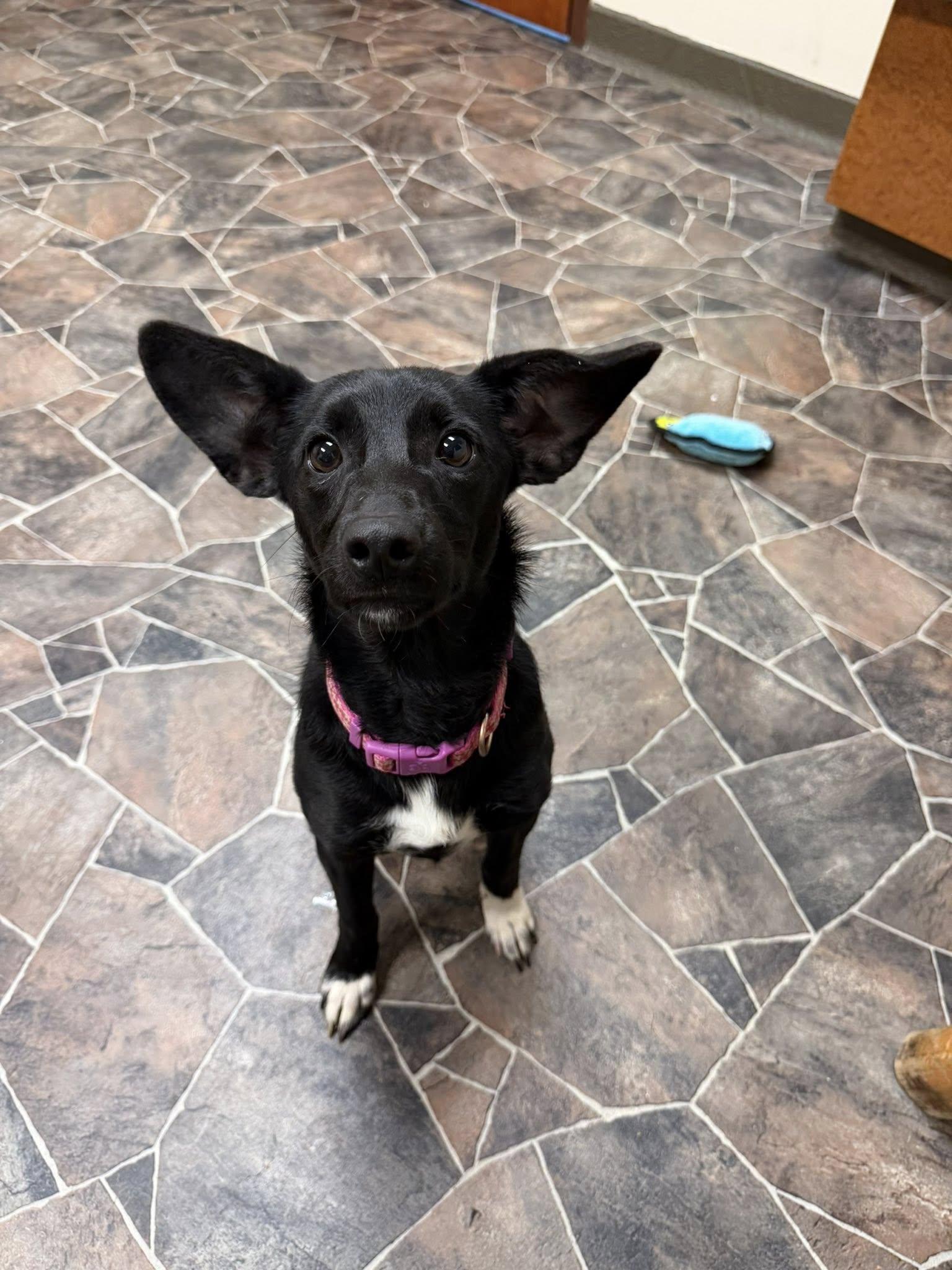 Enlarge Lady Rainicorn, an adopted mixed breed in Sterling Heights, MI image 4/6