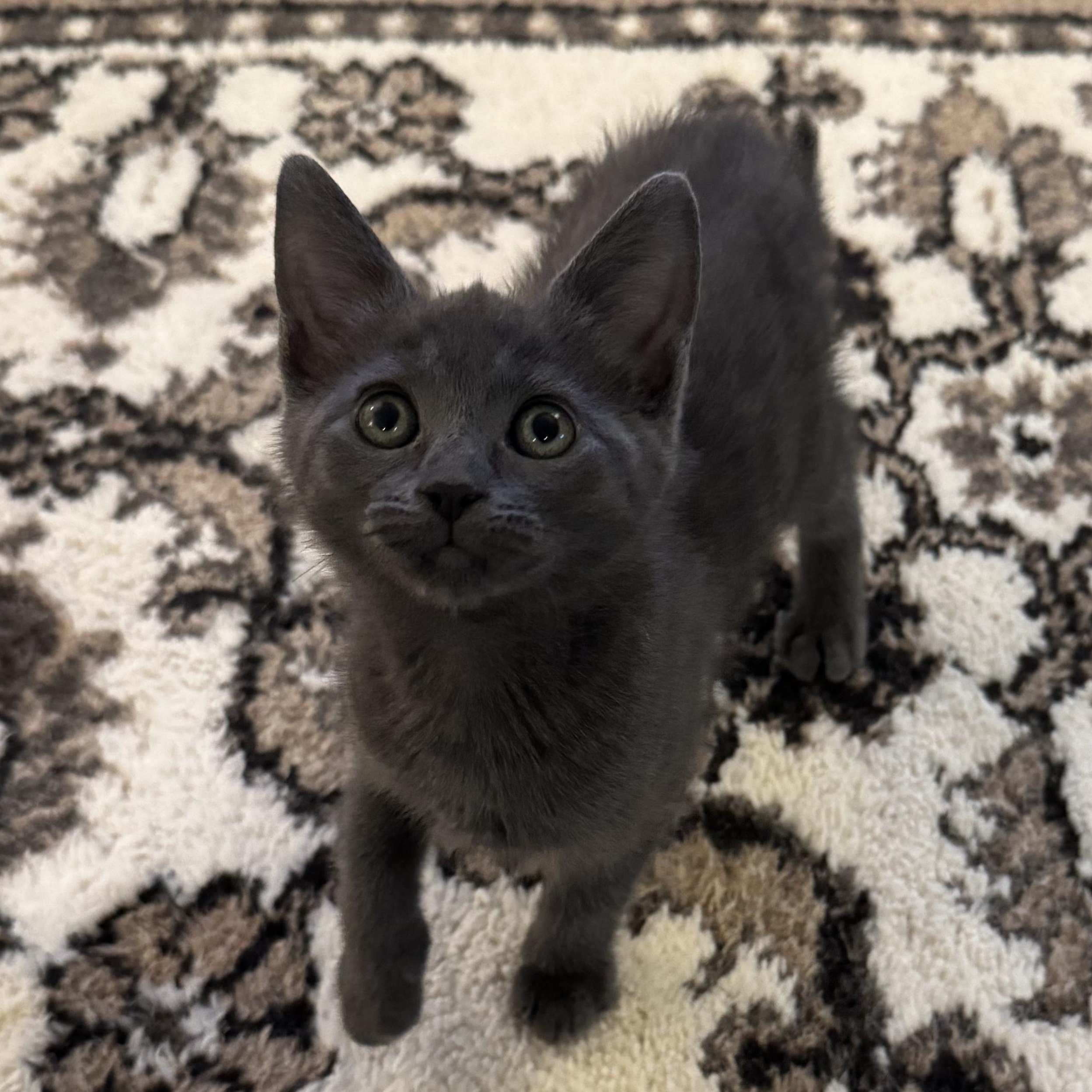 Enlarge Pip (bonded with Milo), a Adoptable mixed breed in Redwood City, CA image 2/6