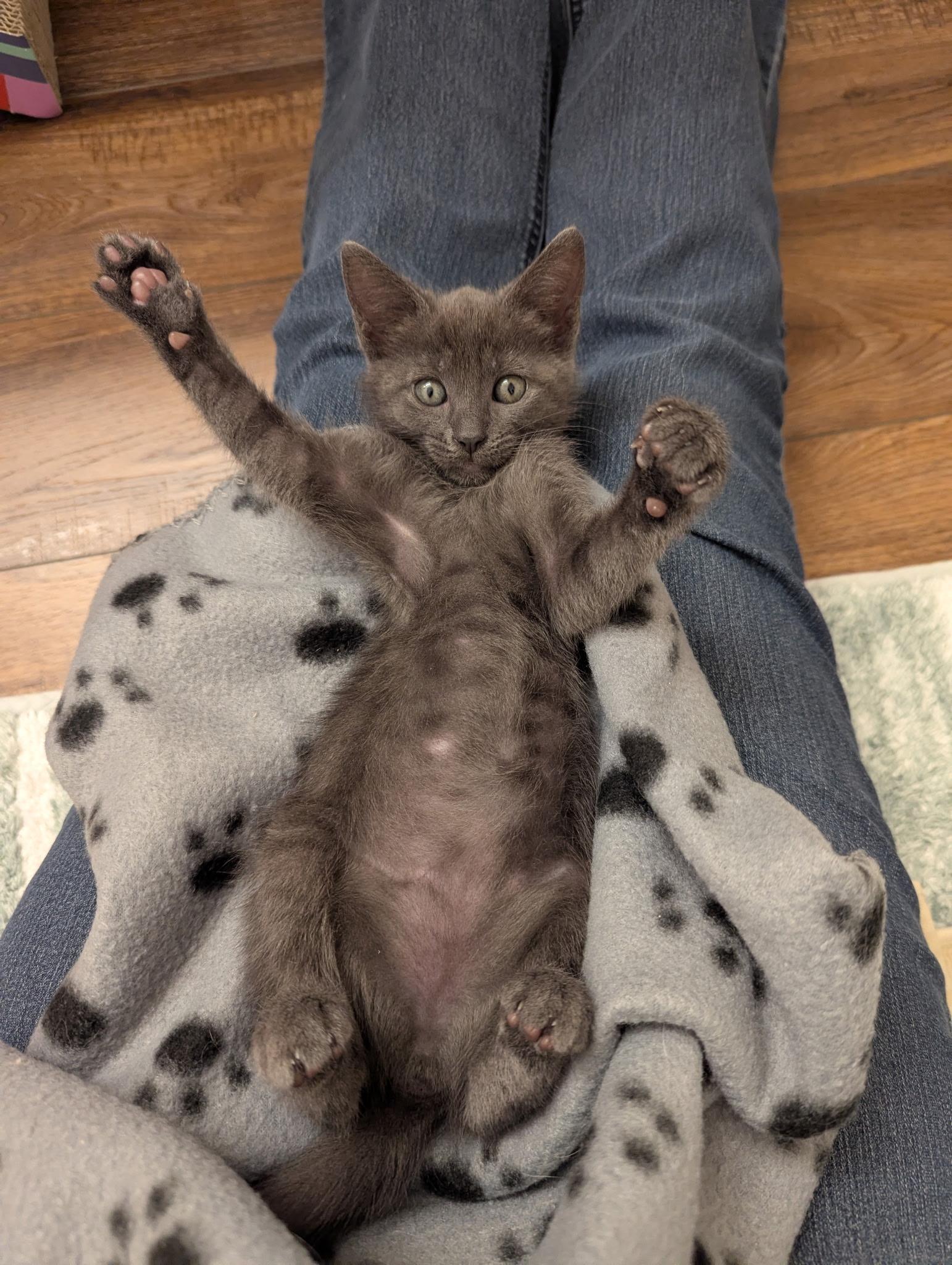 Enlarge Pip (bonded with Milo), a Adoptable mixed breed in Redwood City, CA image 4/6