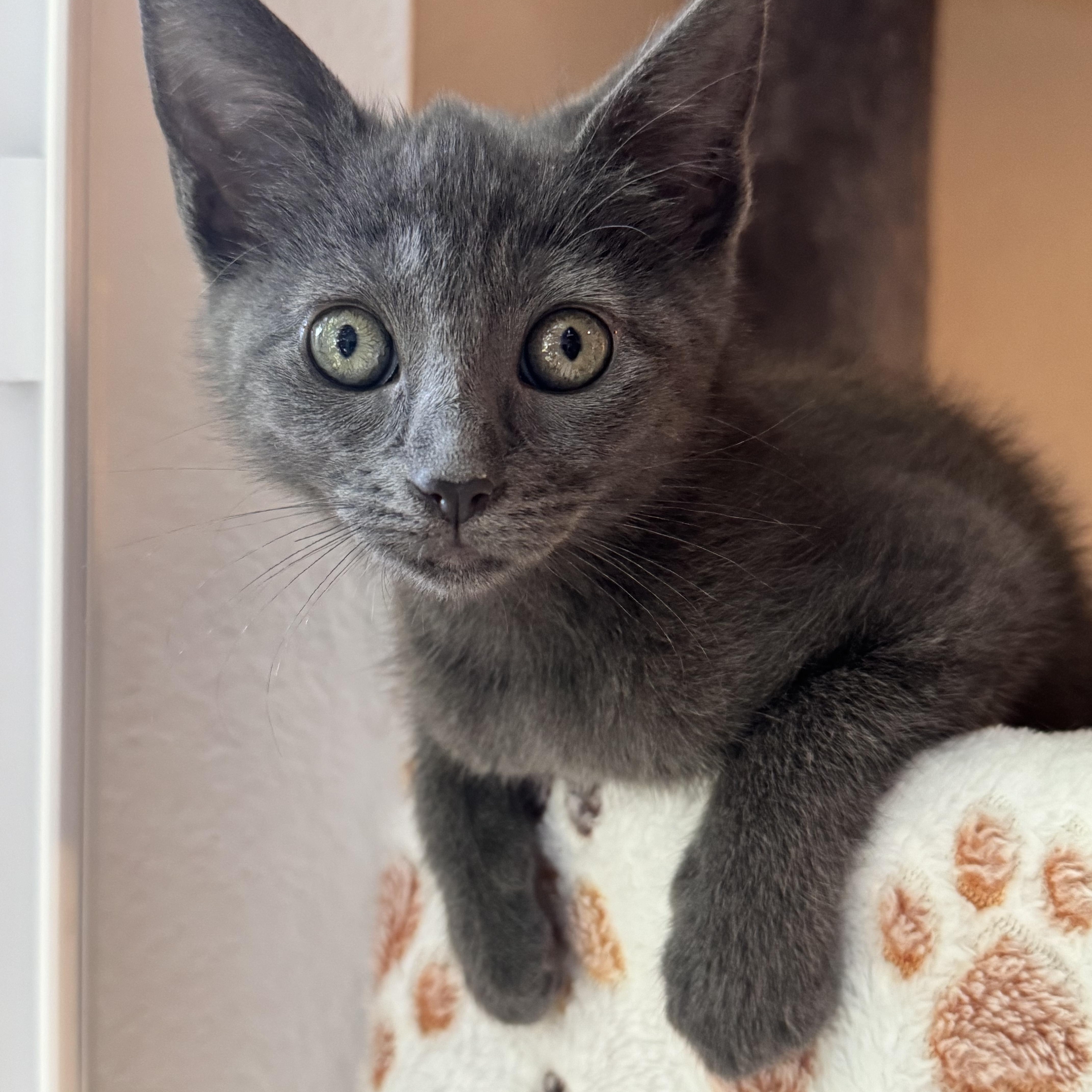 Pip (bonded with Milo), Adoptable, Kitten Female Domestic Short Hair.