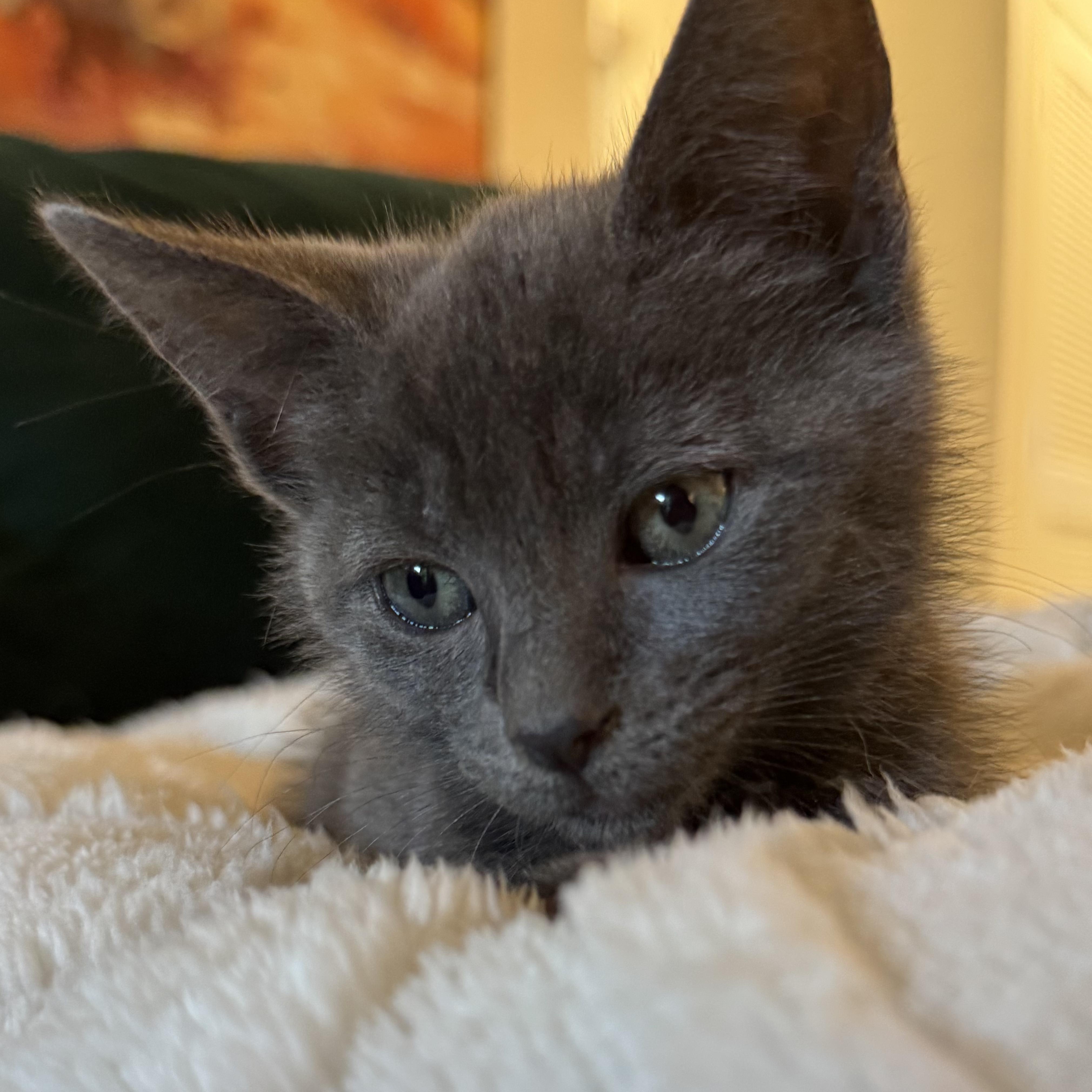 Enlarge Pip (bonded with Milo), a Adoptable mixed breed in Redwood City, CA image 3/6