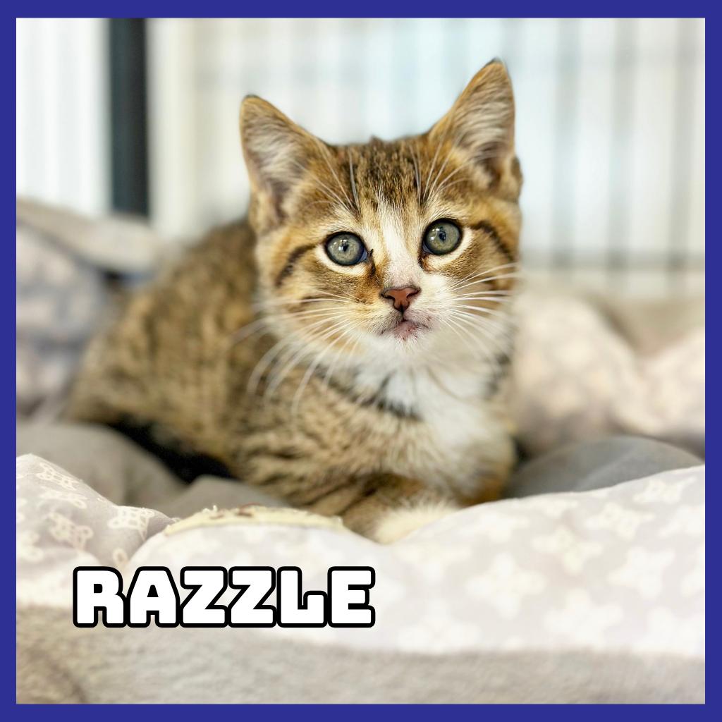 Enlarge Razzle, a Adoptable Domestic Short Hair in Glenwood, MN image 1/2