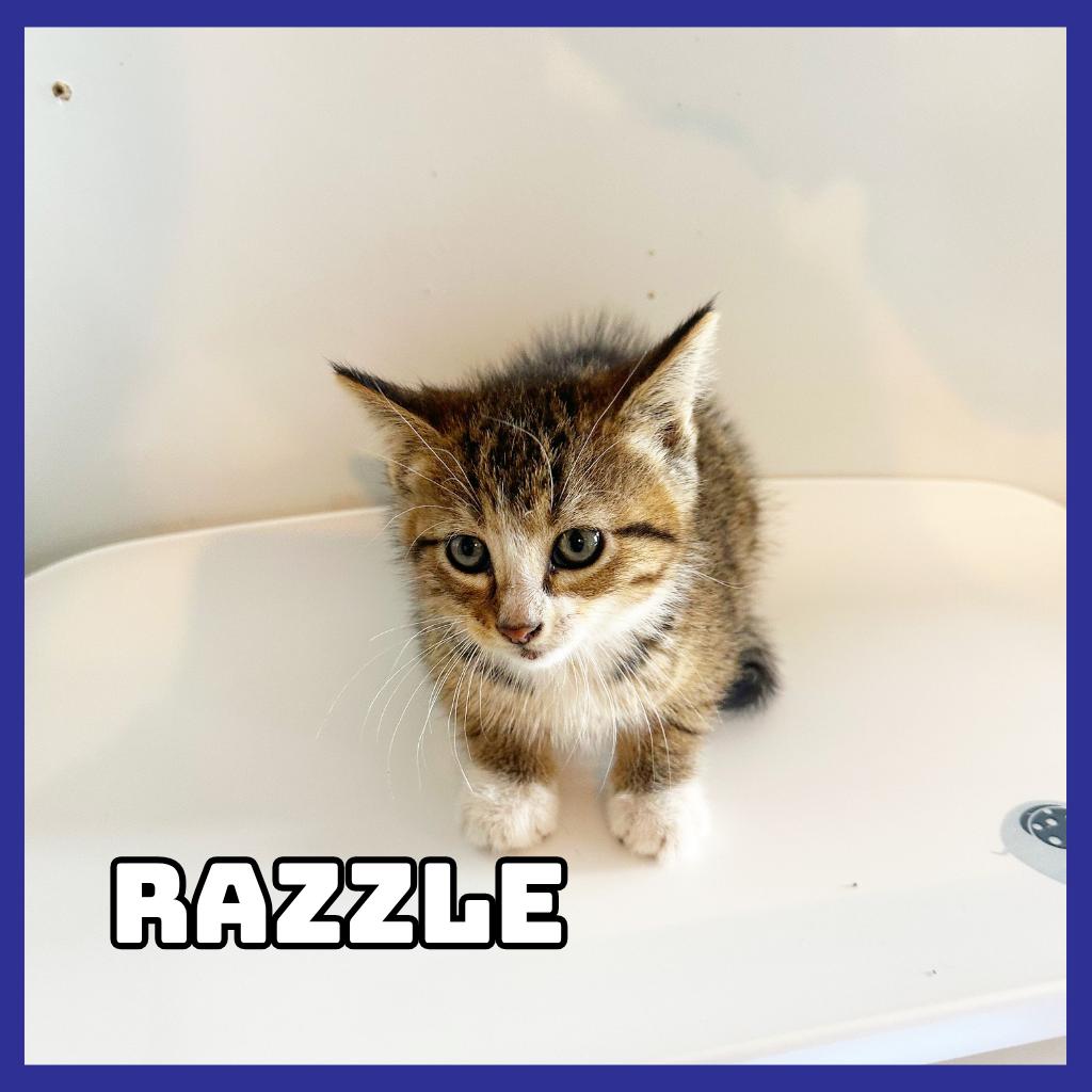 Enlarge Razzle, a Adoptable Domestic Short Hair in Glenwood, MN image 2/2