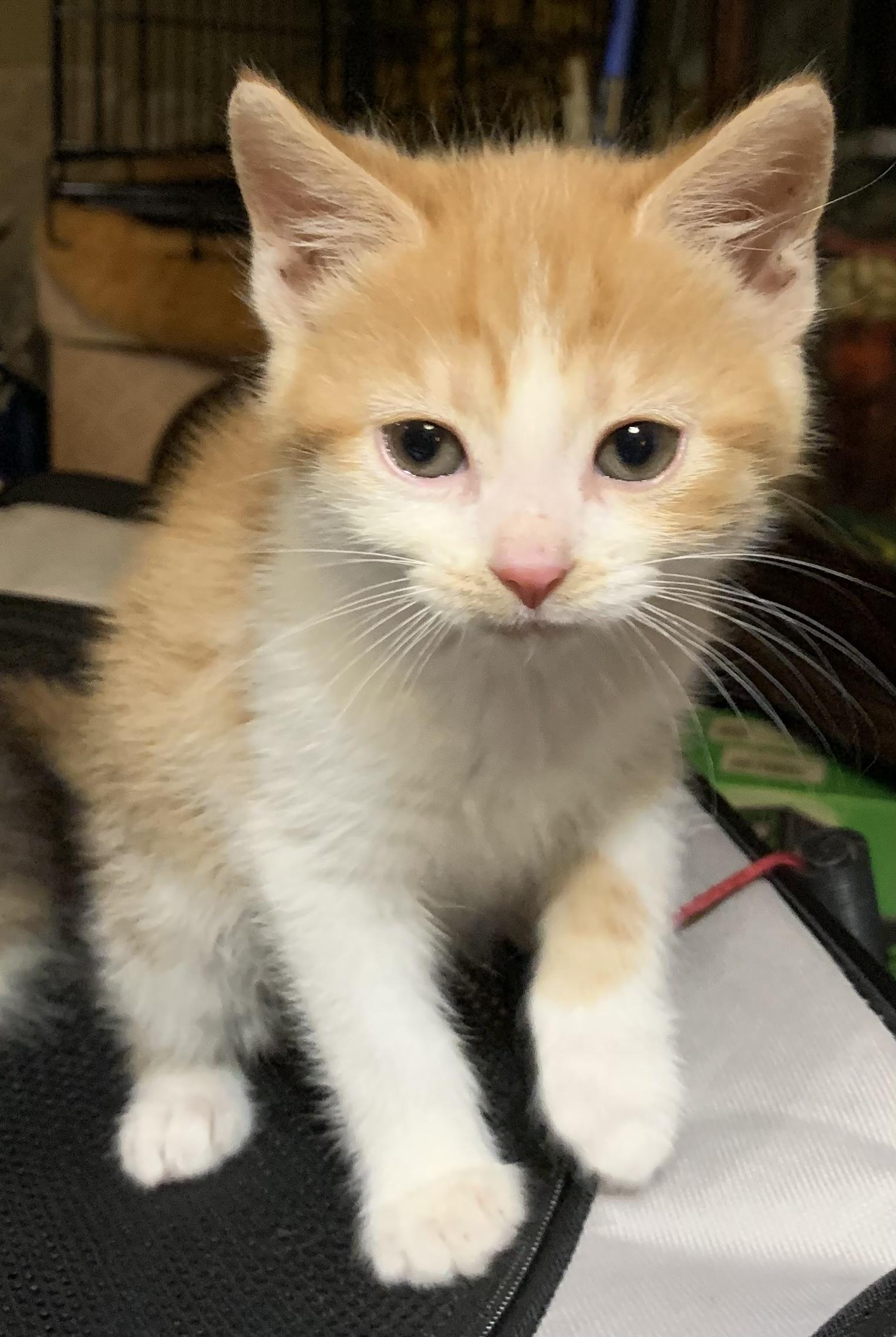 Enlarge Rayne, a Adoptable Domestic Short Hair in Coatesville, PA image 4/5