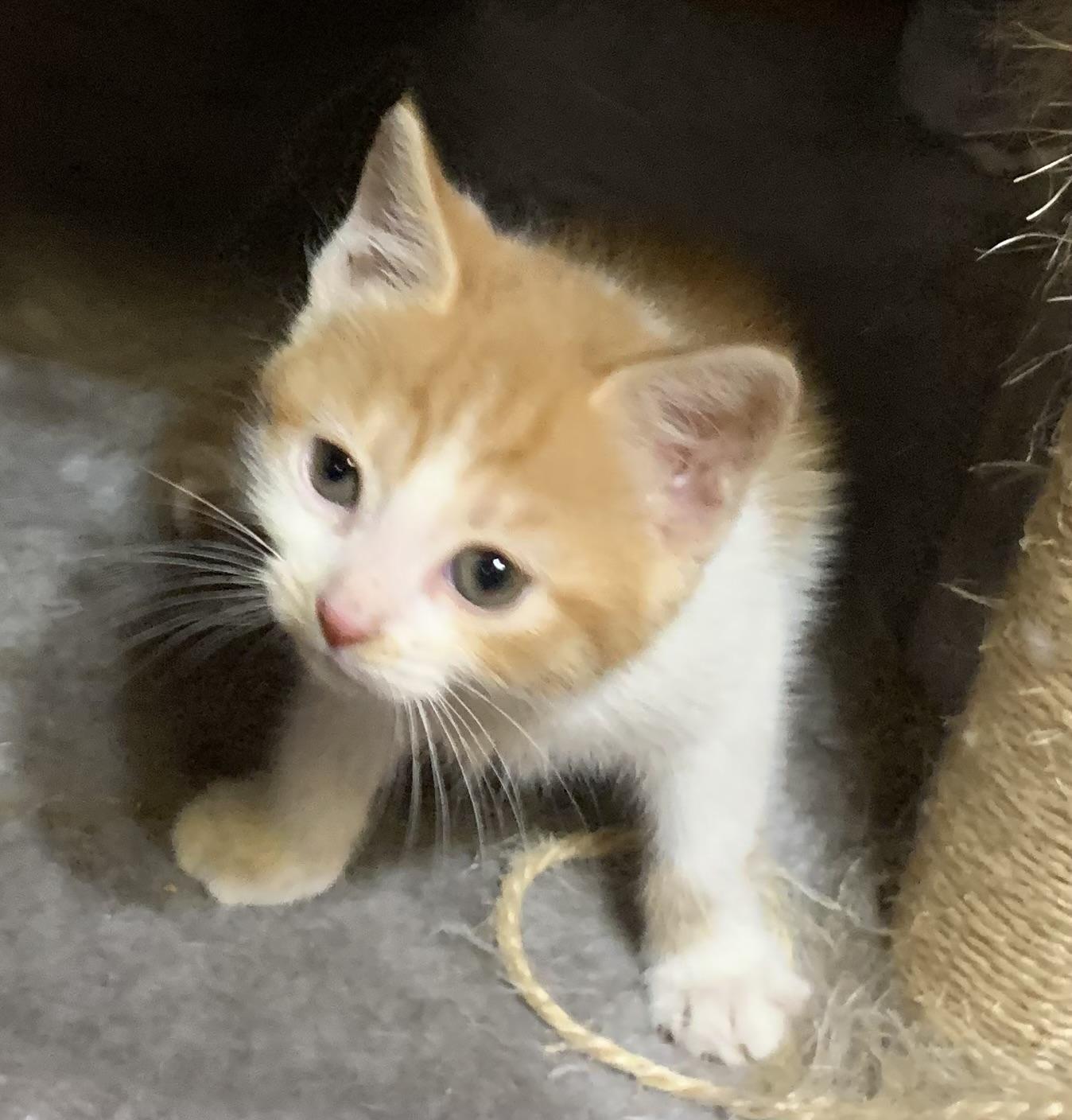 Enlarge Rayne, a Adoptable Domestic Short Hair in Coatesville, PA image 2/5