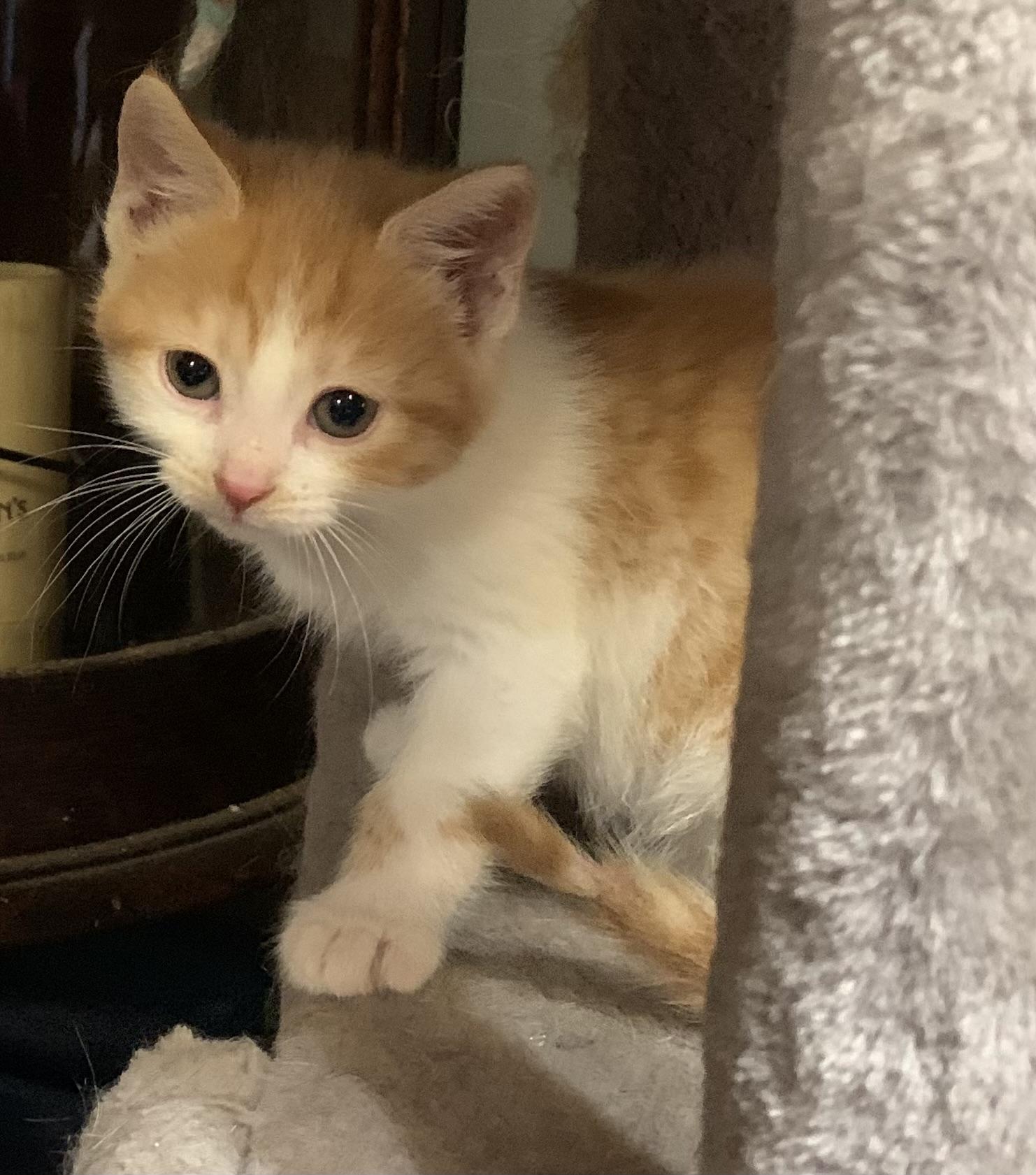 Enlarge Rayne, a Adoptable Domestic Short Hair in Coatesville, PA image 3/5