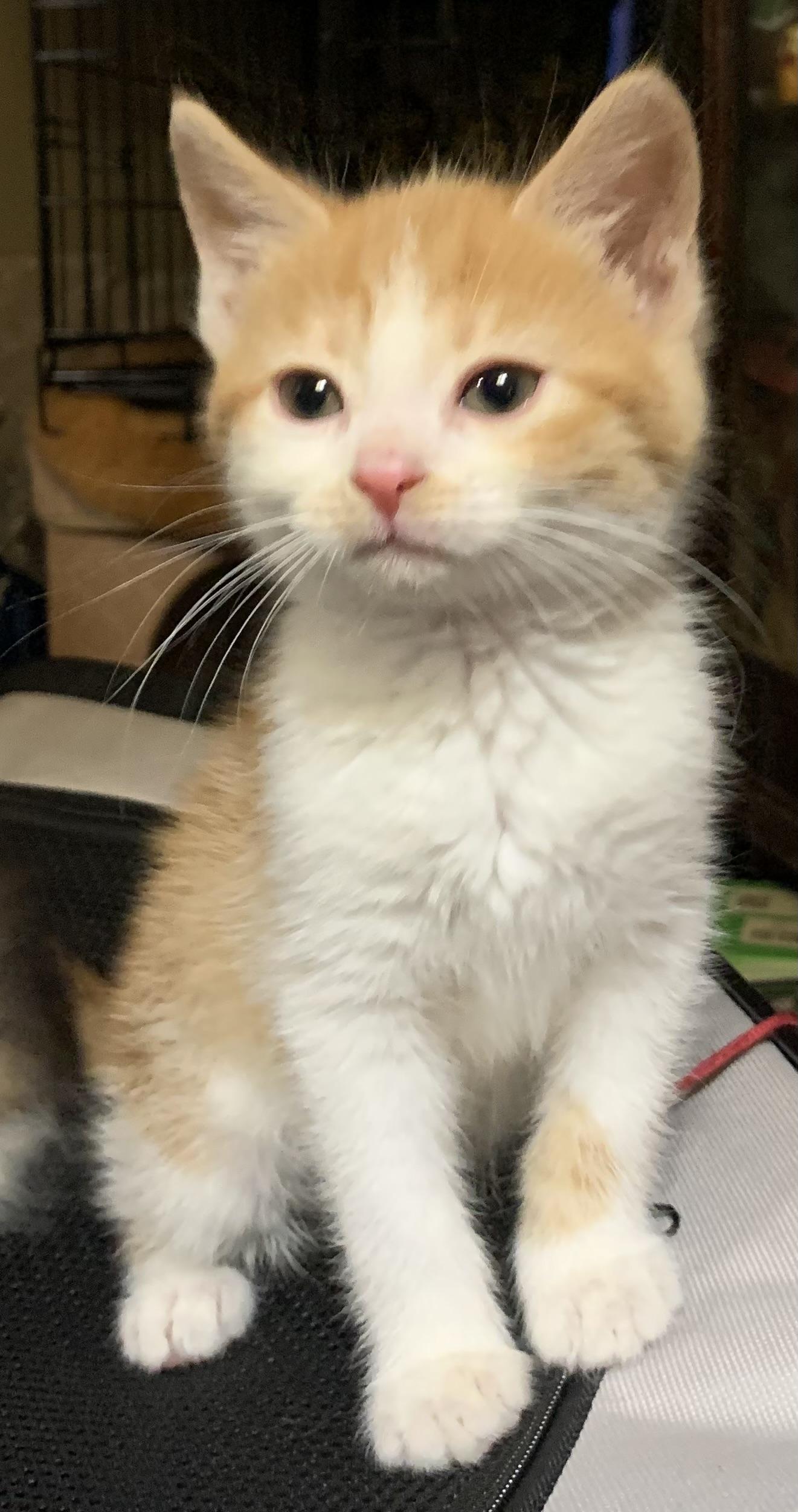 Rayne, Adoptable, Kitten Female Domestic Short Hair.