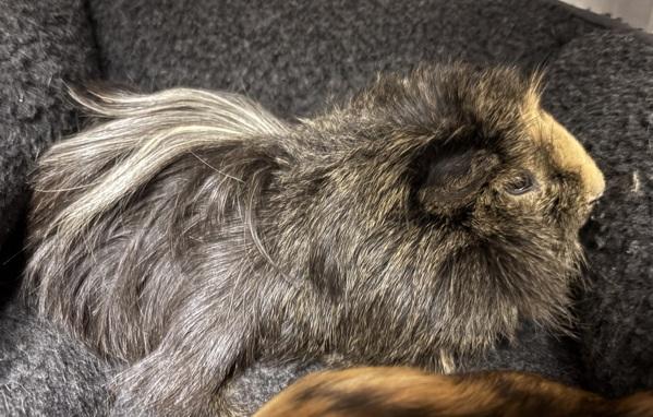 Enlarge Opal - Bonded W/ Petri, a Adoptable mixed breed in Silverdale, WA image 2/2