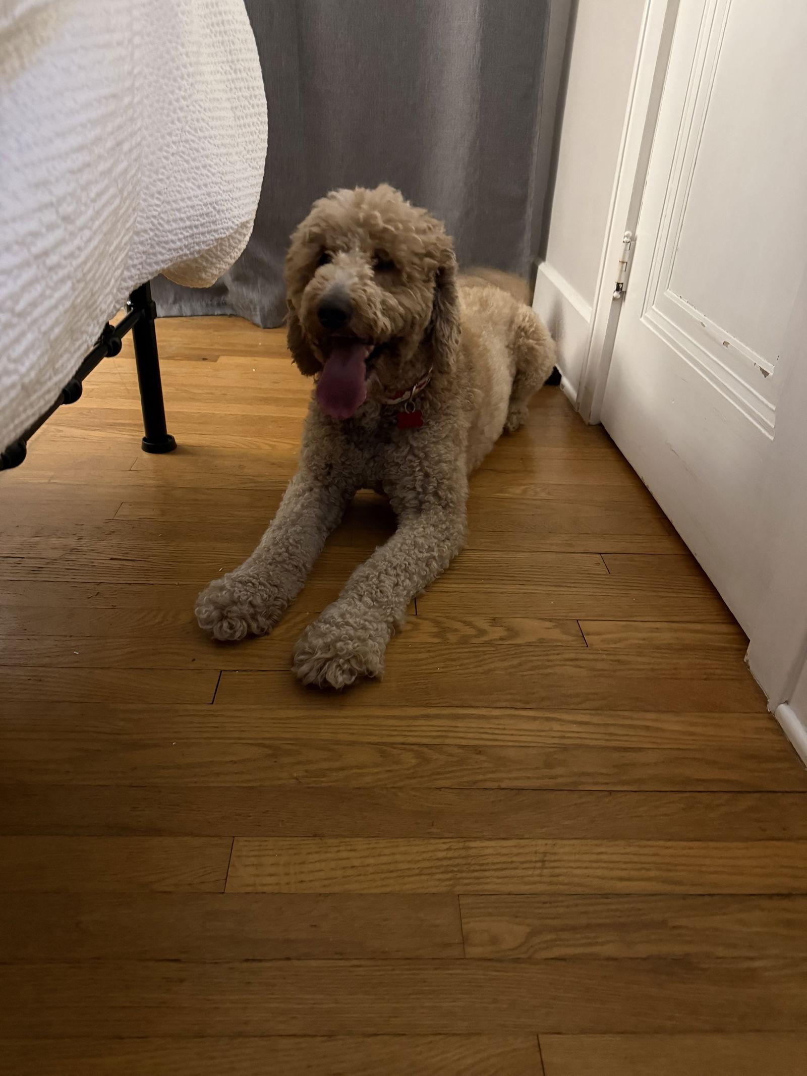 Enlarge Astro- Pending Adoption, a Adopted mixed breed in Cuyahoga Falls, OH image 1/1