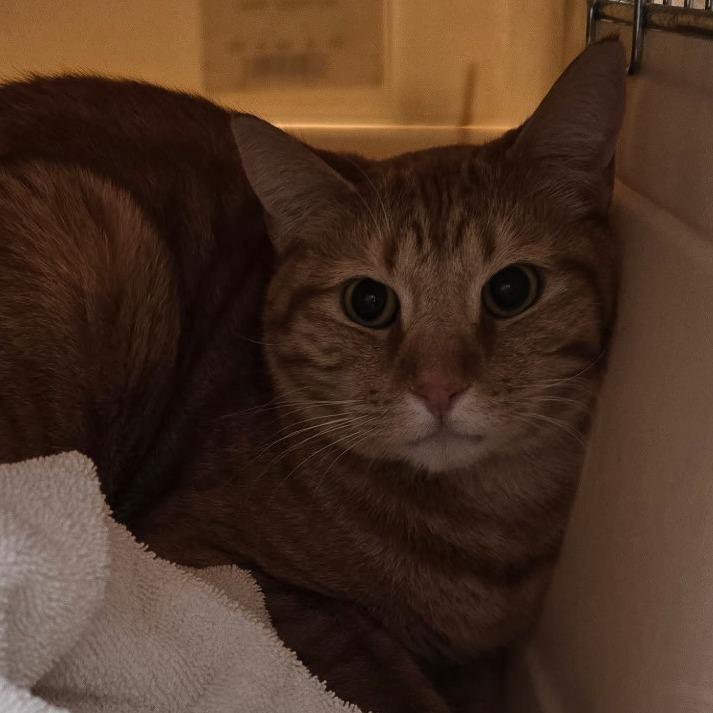 Enlarge Tommy, a Adoptable Domestic Short Hair in Taos, NM image 1/2