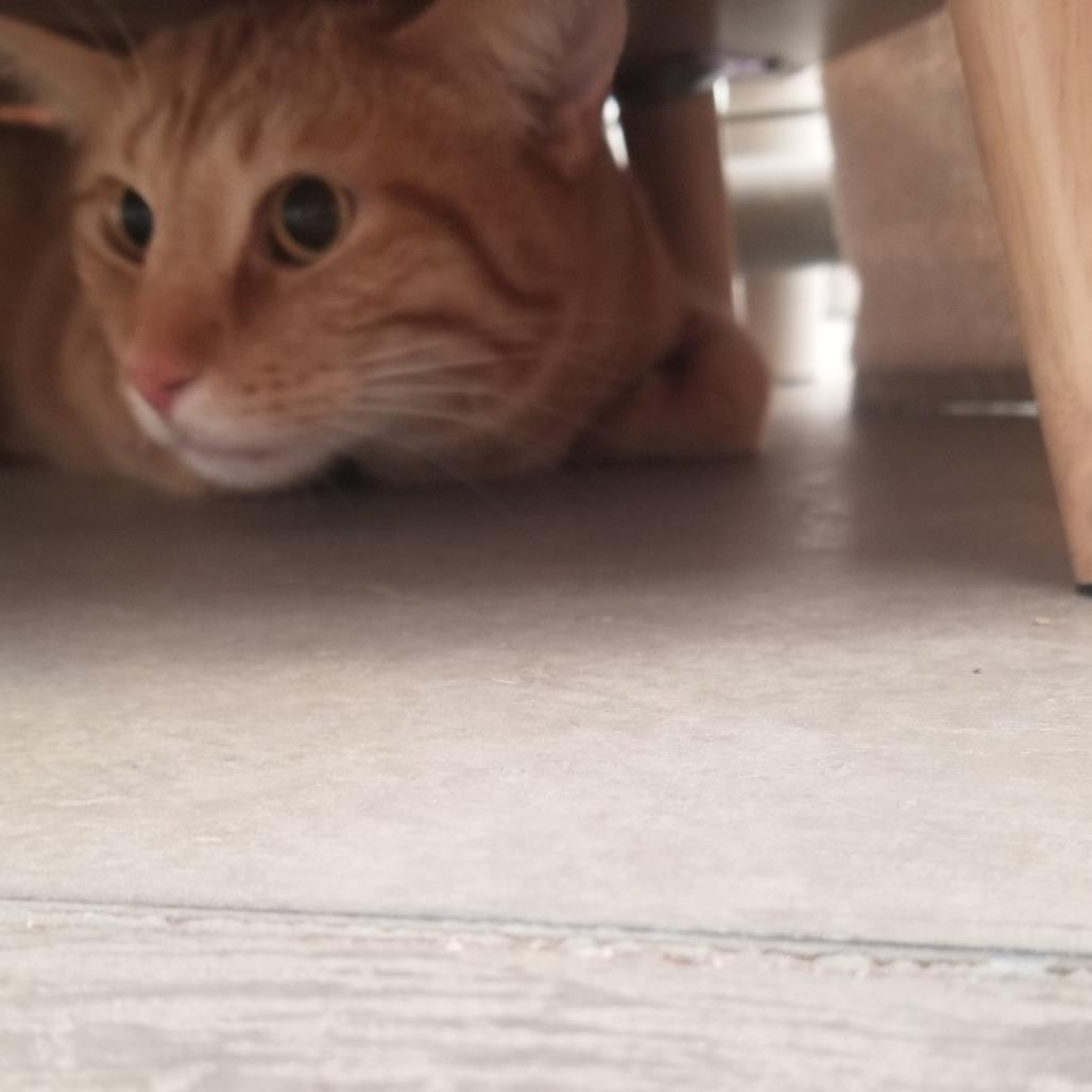 Enlarge Tommy, a Adoptable Domestic Short Hair in Taos, NM image 2/2