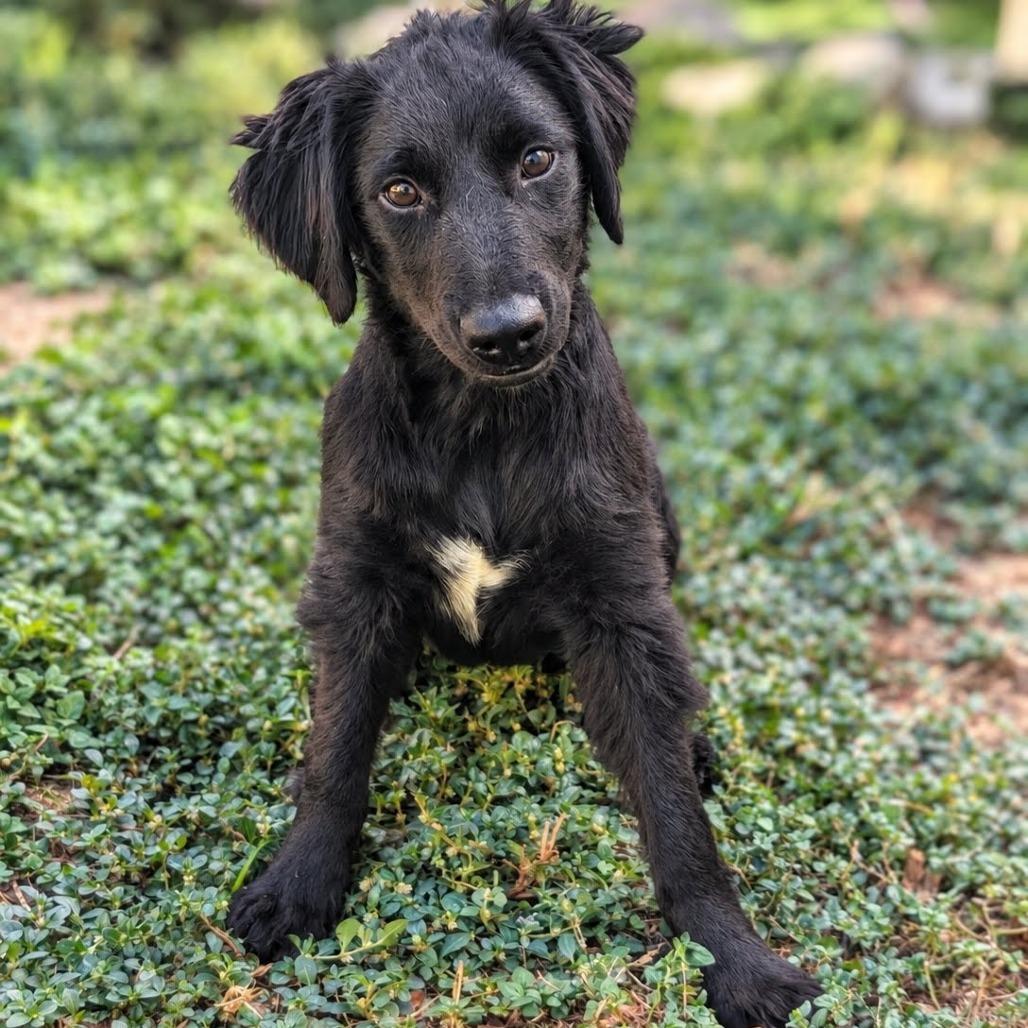 Mesa, Adoptable, Young Male Dachshund & Mixed Breed.