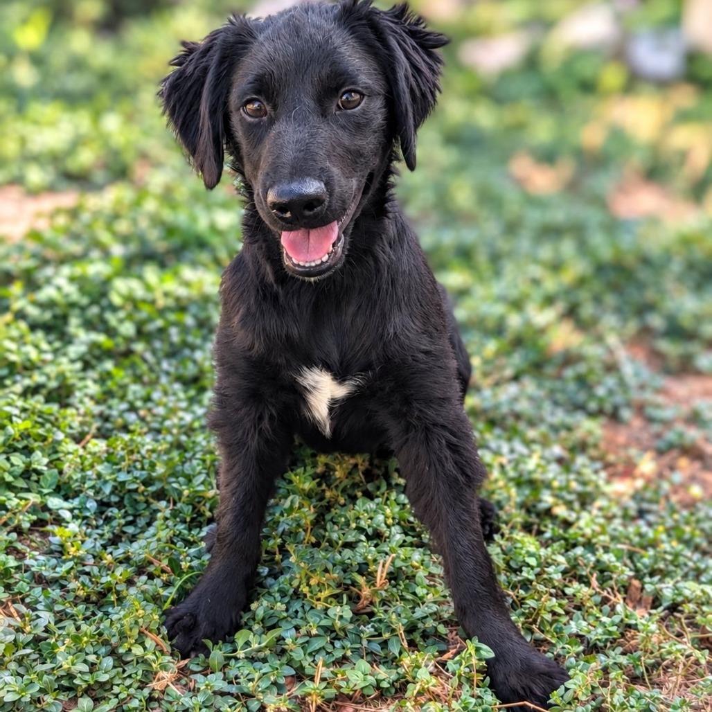 Enlarge Mesa, a Adoptable mixed breed in Fredericksburg, TX image 2/2