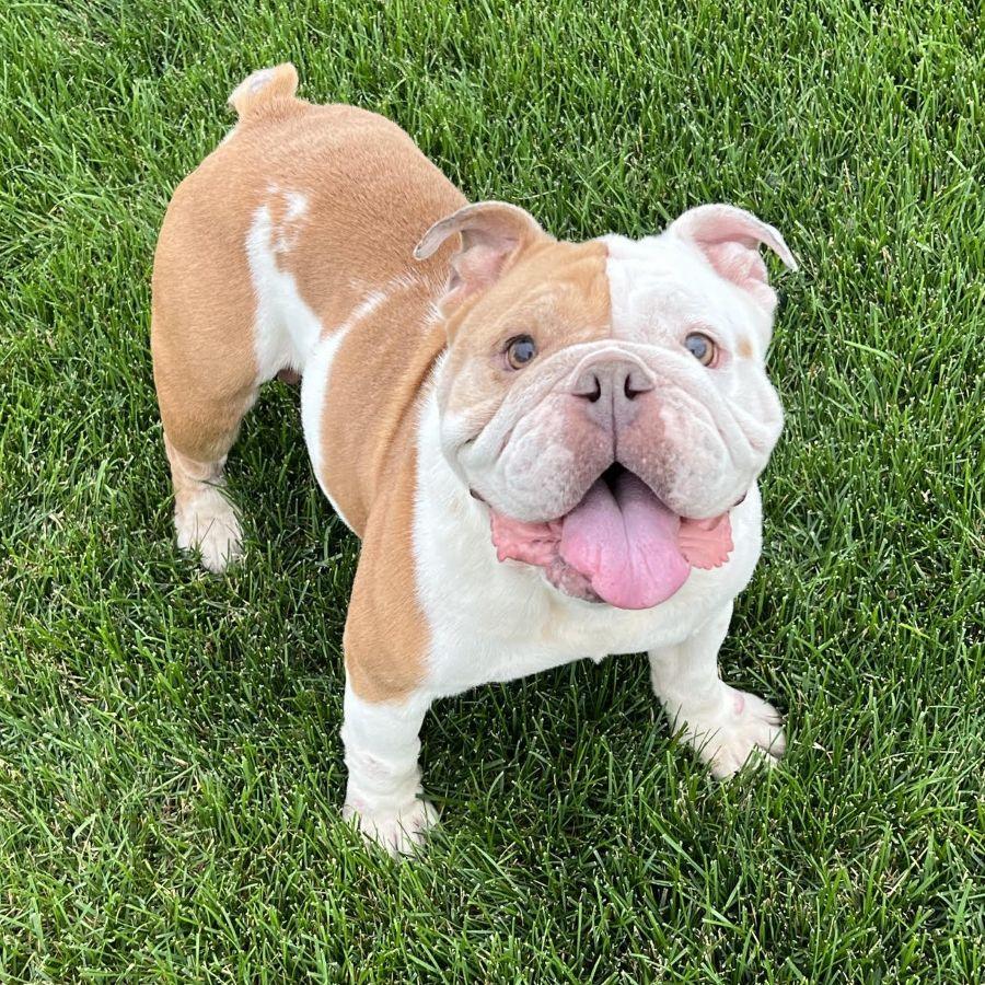 Ellie, ADOPTABLE, Adult Female English Bulldog.