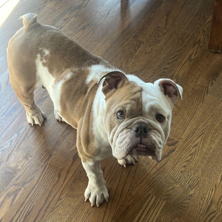 Ellie, a ADOPTABLE English Bulldog in Barrington, IL image 2/5