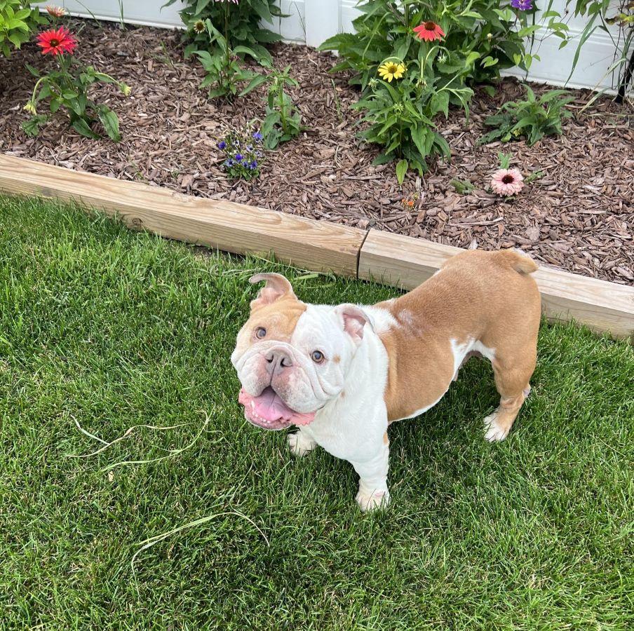 Ellie, a ADOPTABLE English Bulldog in Barrington, IL image 5/5