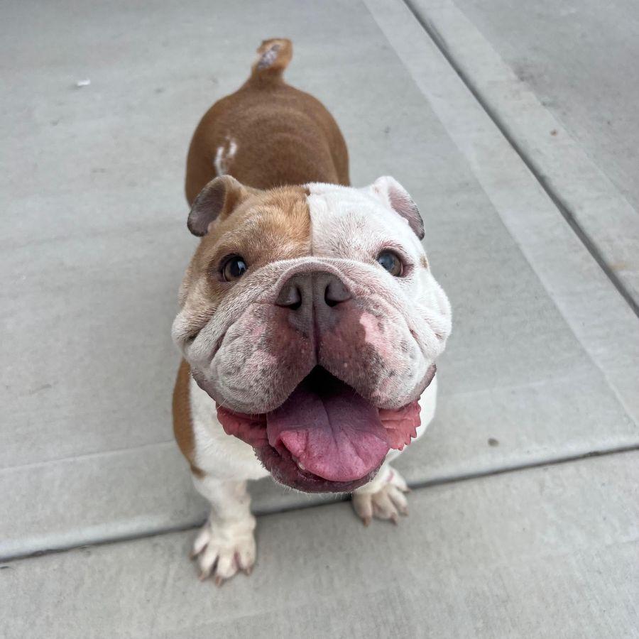 Ellie, a ADOPTABLE English Bulldog in Barrington, IL image 4/5