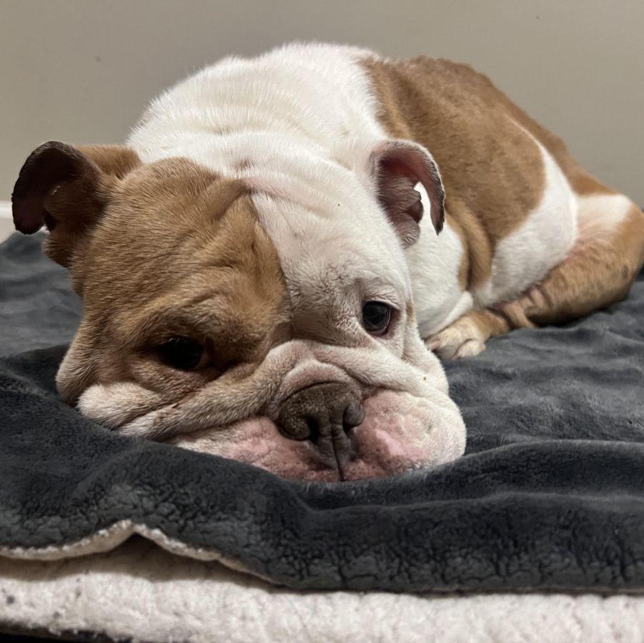 Ellie, a ADOPTABLE English Bulldog in Barrington, IL image 3/5