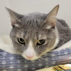 Enlarge Evie, a Adopted Domestic Short Hair in Green Valley, AZ image 1/1