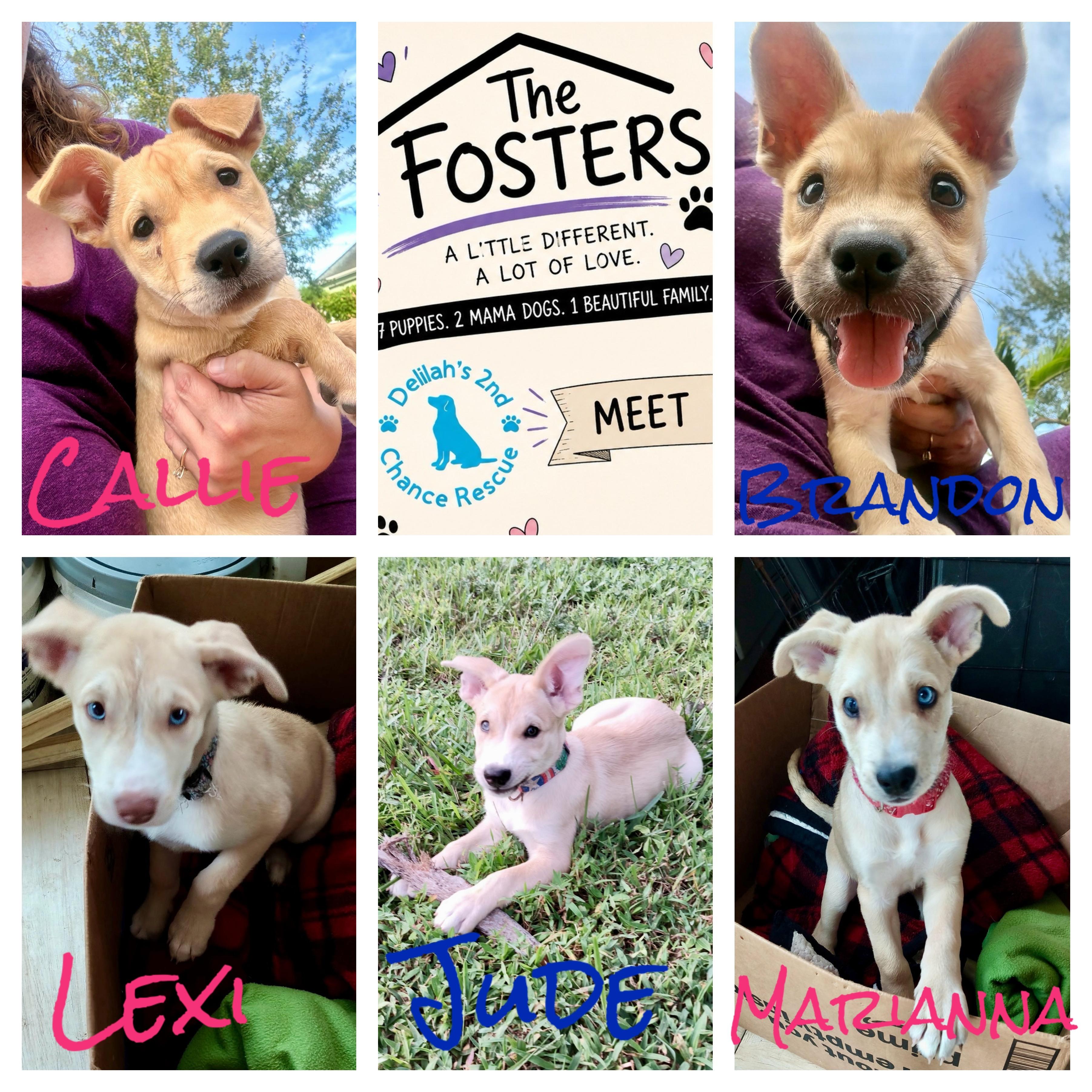 The Fosters, ADOPTABLE, Puppy Female Carolina Dog & Husky.