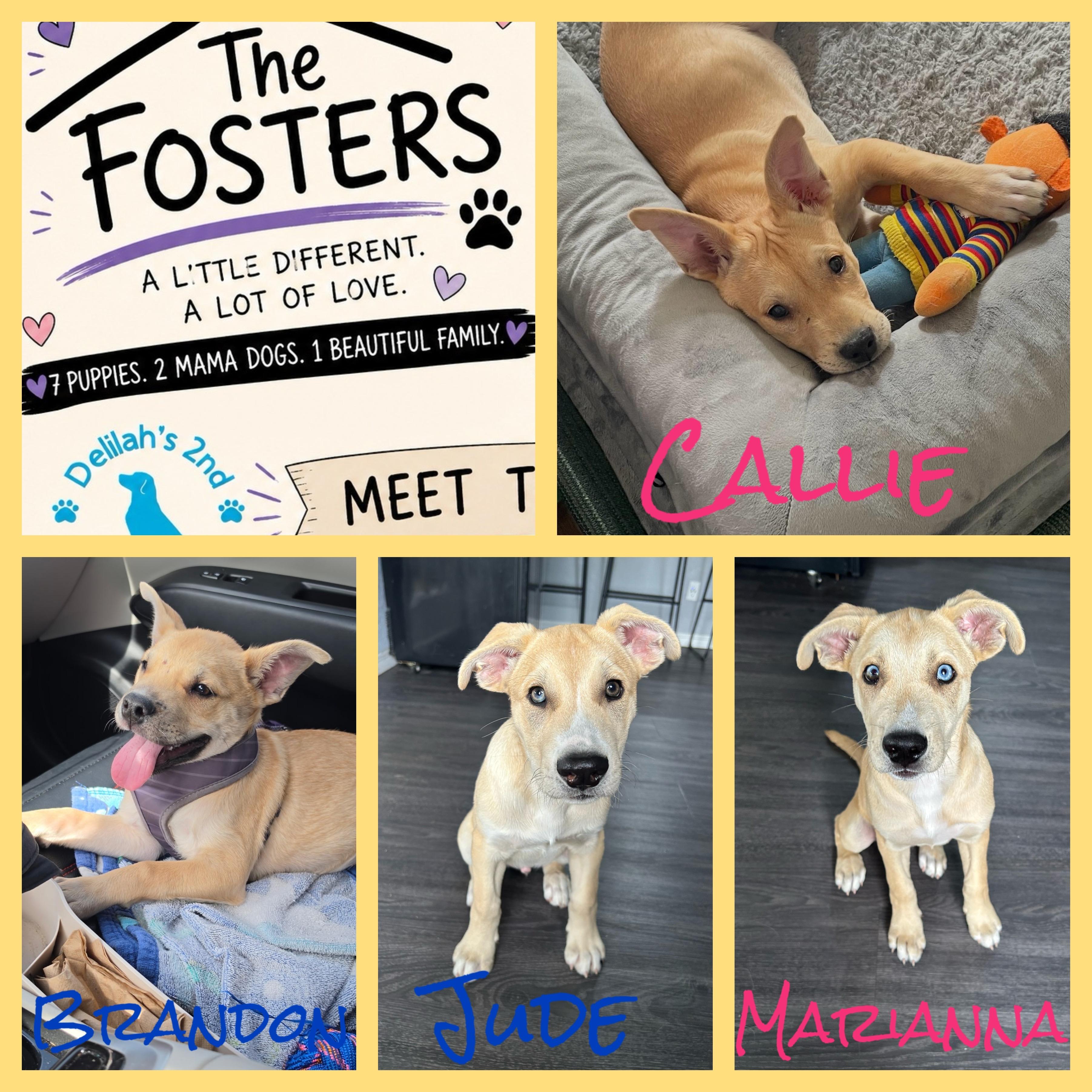 The Fosters, Adoptable, Puppy Female Carolina Dog & Husky.