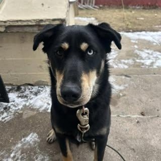Scooby, an adoptable German Shepherd Dog in Watertown, WI, 53094 | Photo Image 2