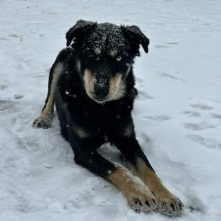 Scooby, an adoptable German Shepherd Dog in Watertown, WI, 53094 | Photo Image 4