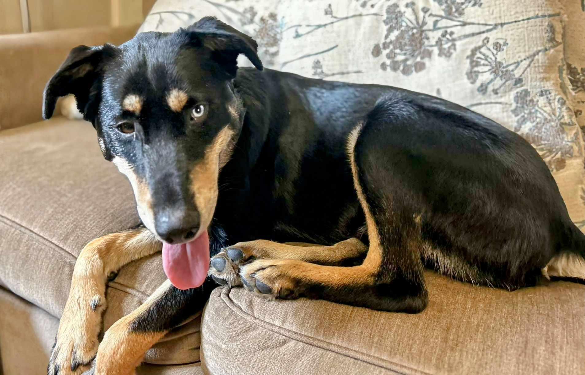Scooby, an adoptable German Shepherd Dog in Watertown, WI, 53094 | Photo Image 2