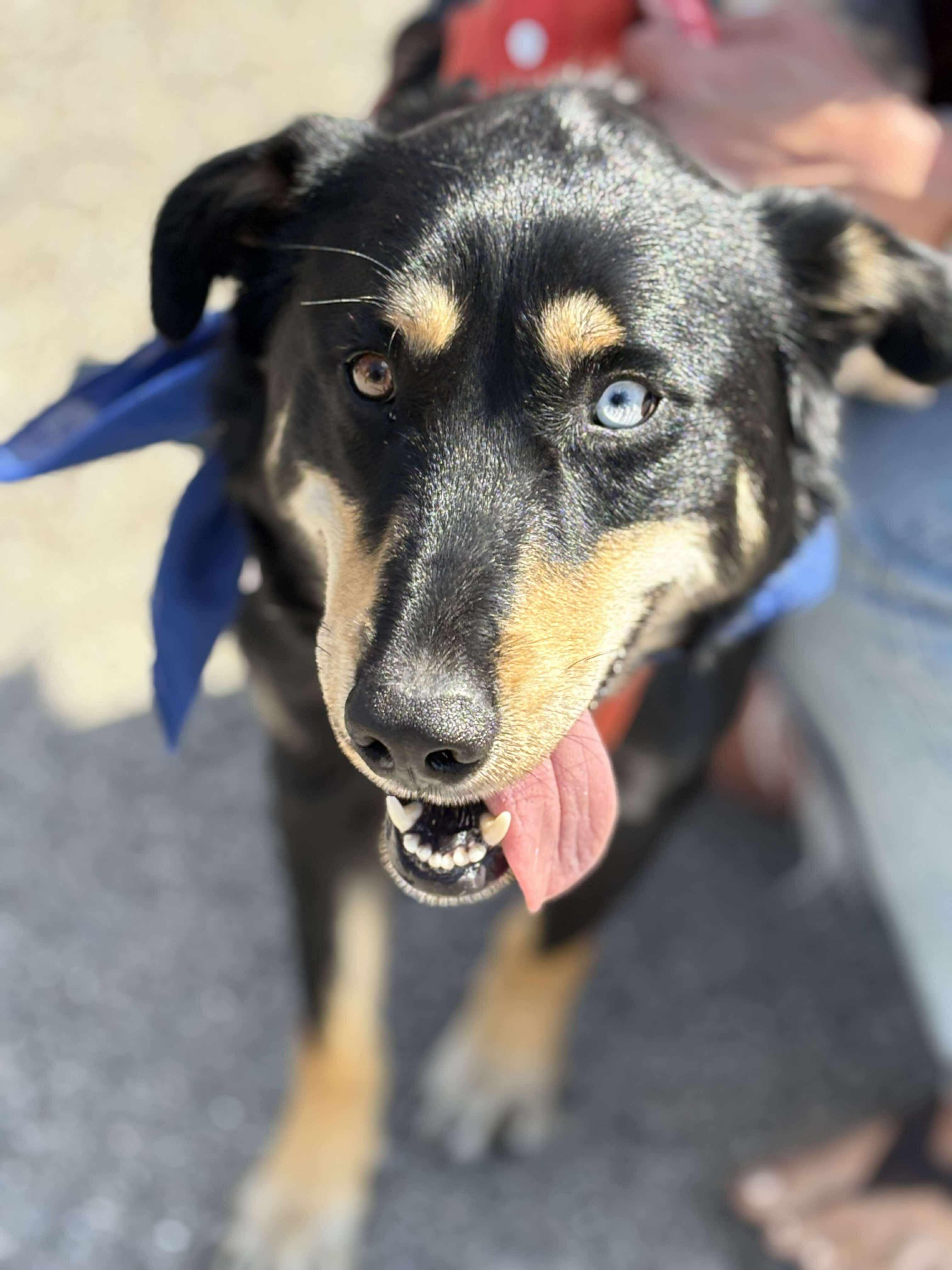 Scooby, an adoptable German Shepherd Dog in Watertown, WI, 53094 | Photo Image 5