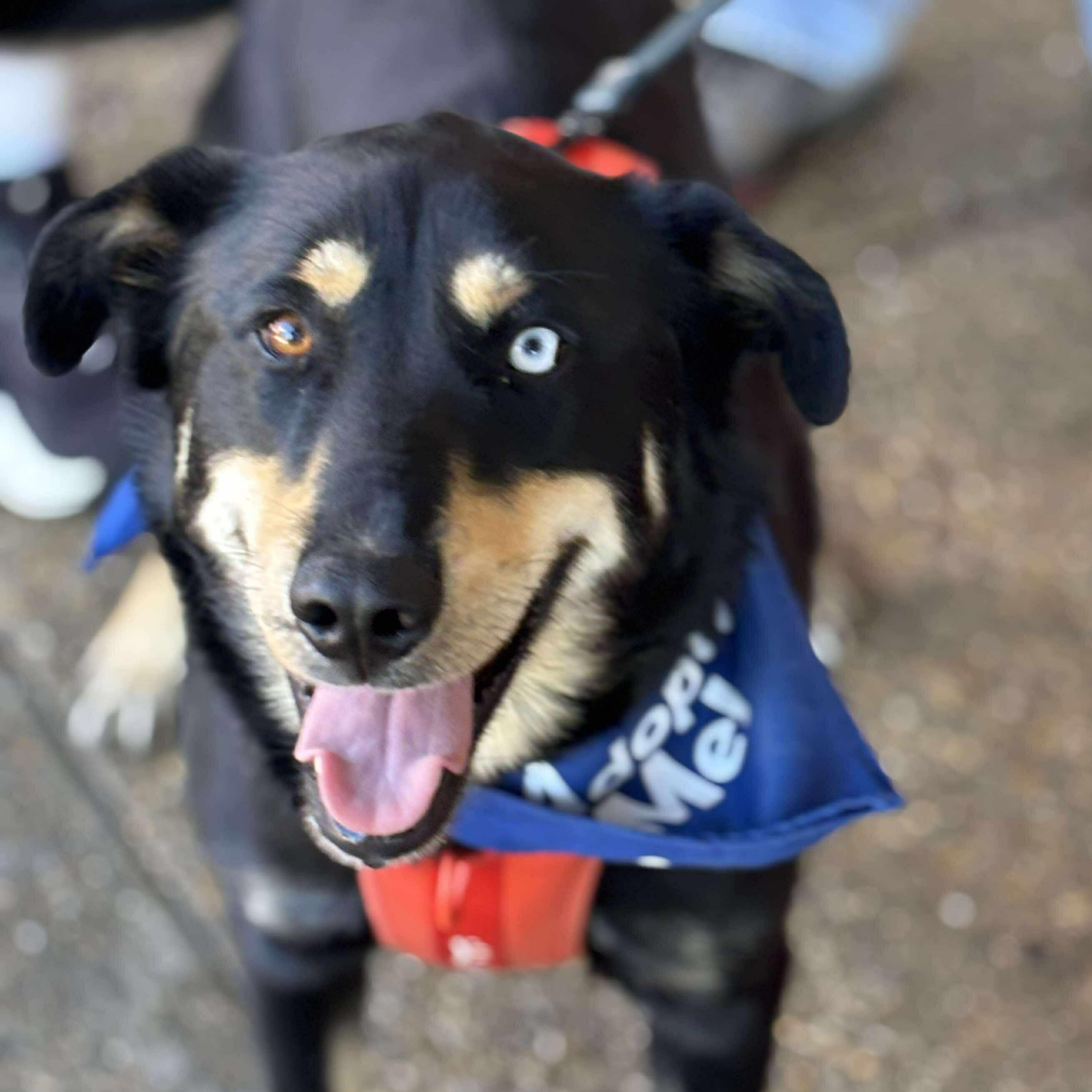 Scooby, an adoptable German Shepherd Dog in Watertown, WI, 53094 | Photo Image 1